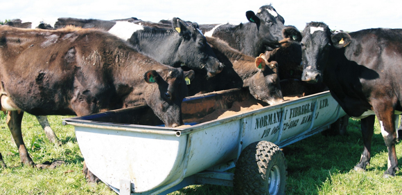 Trough Mobile Feeders Livestock Meal Feeding Bins Troughmobile Nz