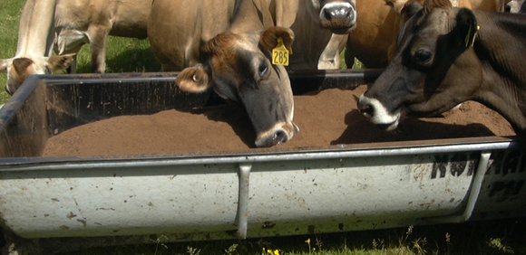 Trough Mobile Feeders Livestock Meal Feeding Bins Troughmobile Nz